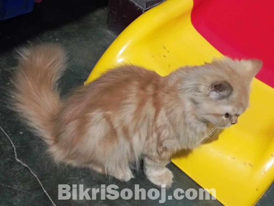 Persian cat